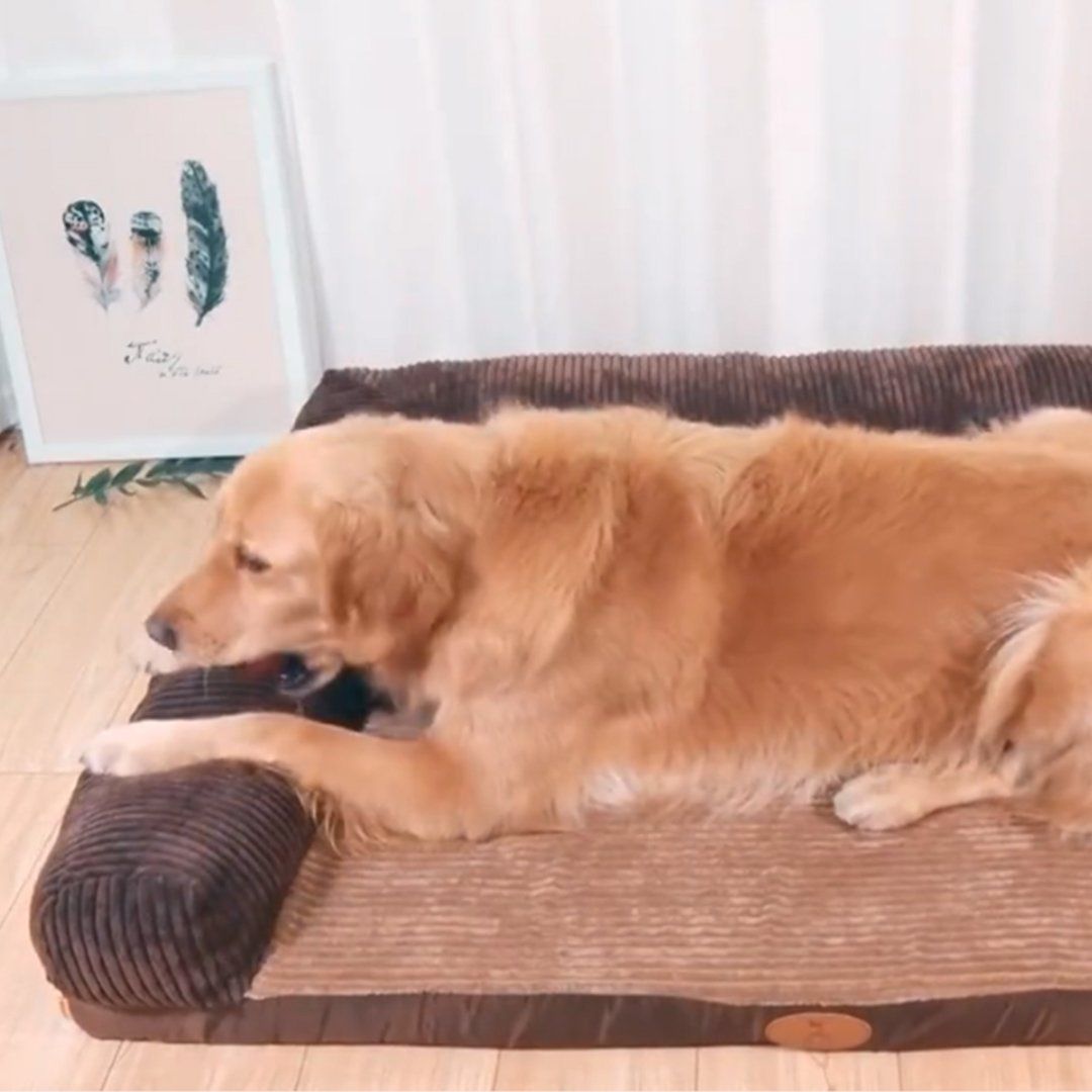 Amazingly Comfortable Throne Bed For Your Pets