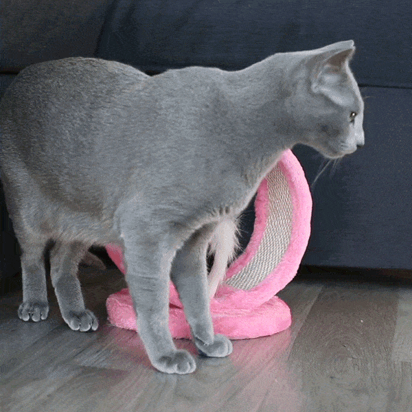 Introducing The Round Cat Scratch Toy